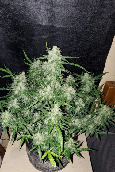 Instagram Jack Herer Auto