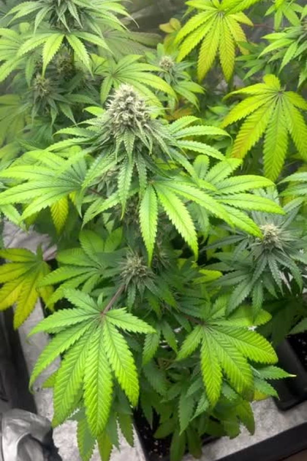 Instagram Lemon Cherry Runtz