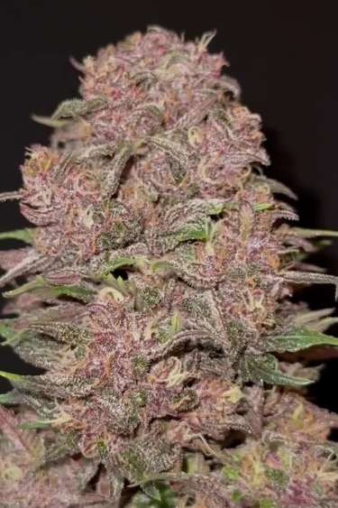 Lemon Cherry Cookies Auto