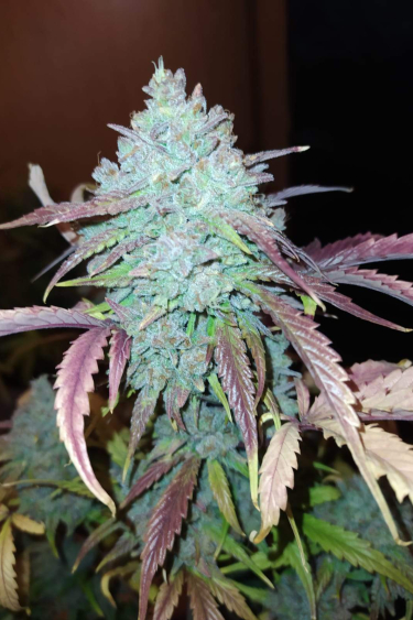 Instagram White Widow Auto