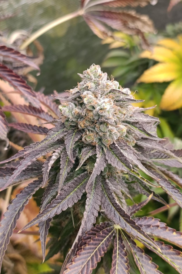 Instagram Lemon Cherry Runtz