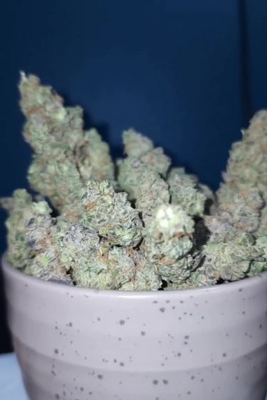 Instagram Forbidden Runtz Auto