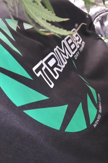 Purple Lemonade Auto