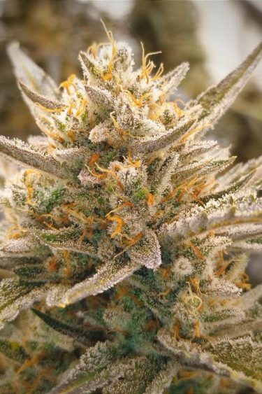 Instagram Wedding Glue Auto