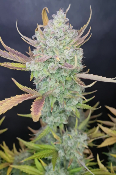 Instagram Gelato Auto