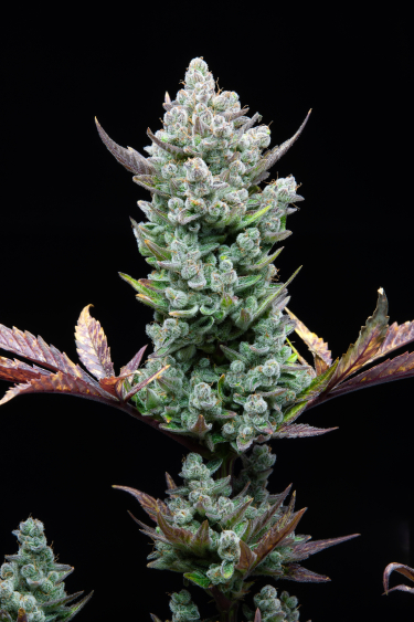 Instagram Wedding Glue Auto