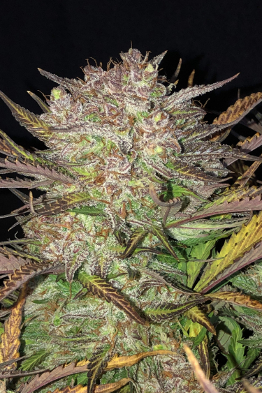 Instagram Blueberry Auto