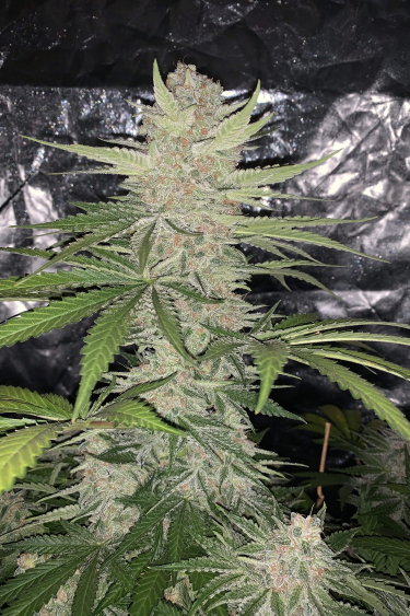 Instagram Strawberry Pie Auto