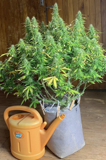 Instagram Critical Auto