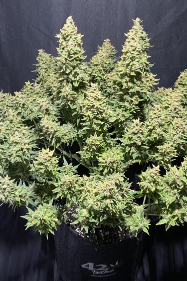 Instagram Sour Jealousy Auto