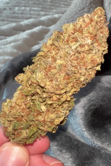 Sour Jealousy Auto™