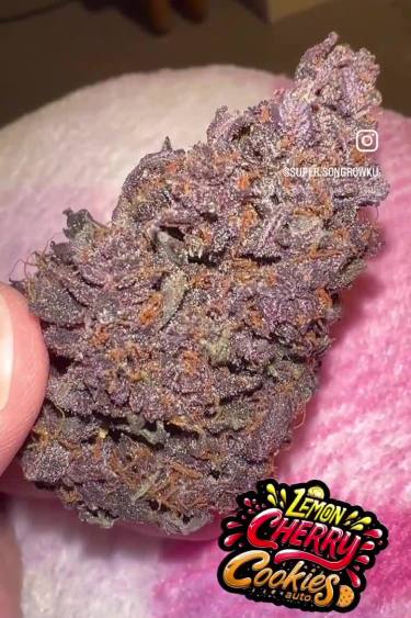 Lemon Cherry Cookies Auto