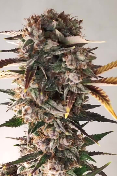 Tropicana Cookies Auto