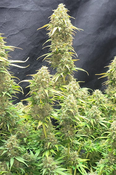 Instagram Moby Dick Auto