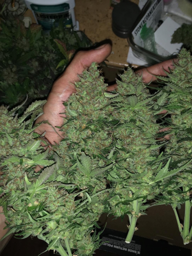 Instagram Critical Auto