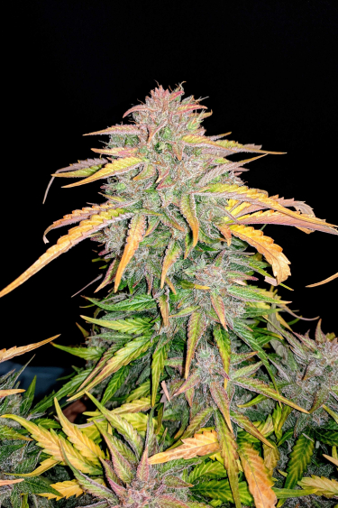 Instagram CBD Auto 201