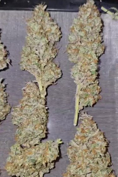 Papaya Cookies Auto™