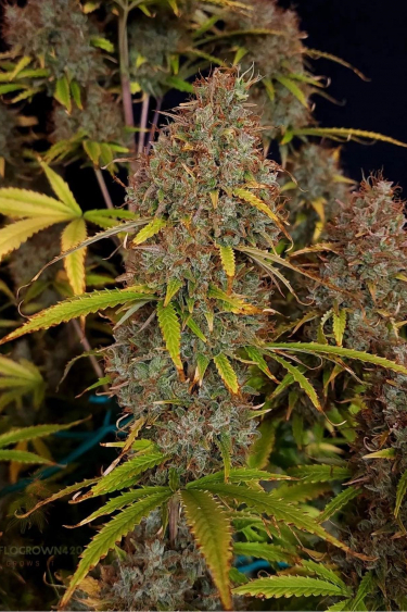 Instagram Amnesia Z Auto