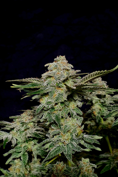 Instagram Wedding Cheesecake FF