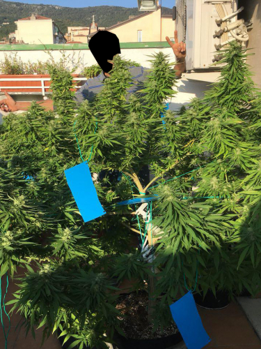 Instagram Gorilla Auto