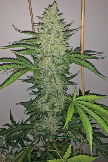 Instagram Mexican Airlines Auto