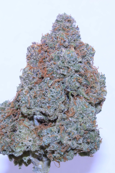 Instagram Cream Cookies Auto