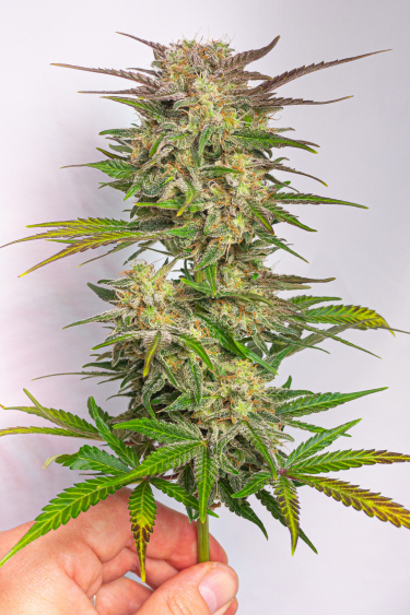 Instagram Six Shooter Auto