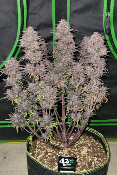 Instagram Blackberry Auto