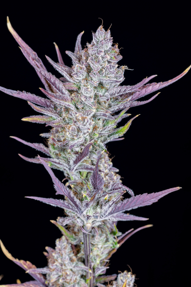 Instagram Wedding Glue Auto