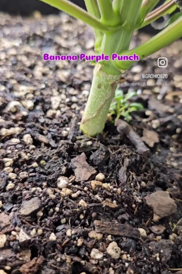 Banana Purple Punch Auto