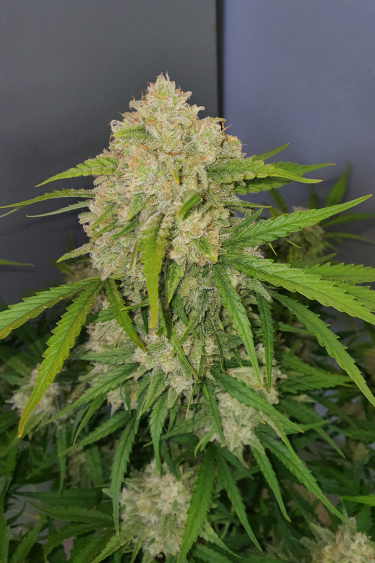 Instagram Gorilla Cookies Auto