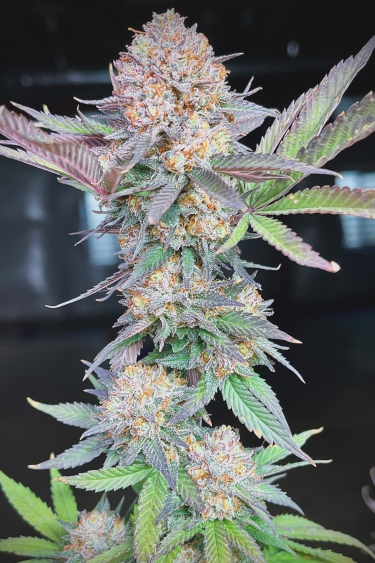 Instagram Orange Sherbet FF