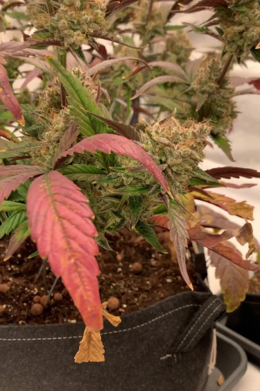 Strawberry Gorilla Auto