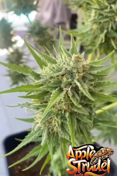 Apple Strudel Auto™