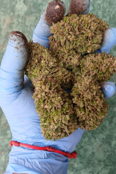 Instagram Orange Sherbet Auto