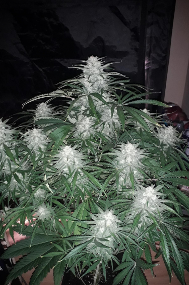 Instagram Girl Scout Cookies Auto