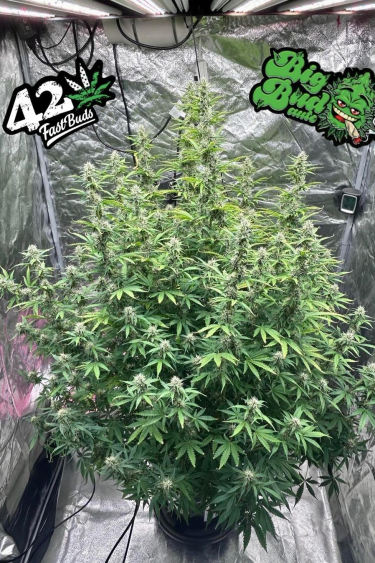 Instagram Big Bud Auto