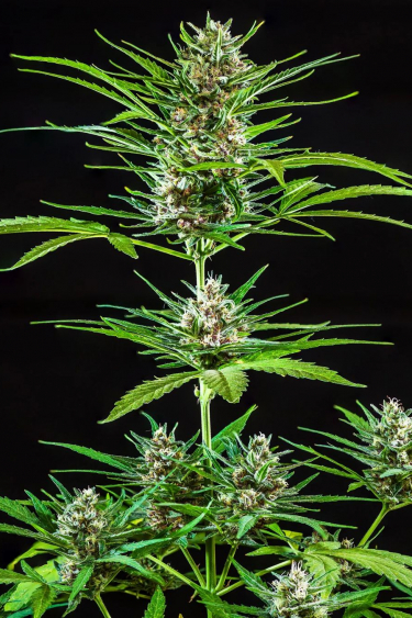 Instagram Strawberry Banana Auto