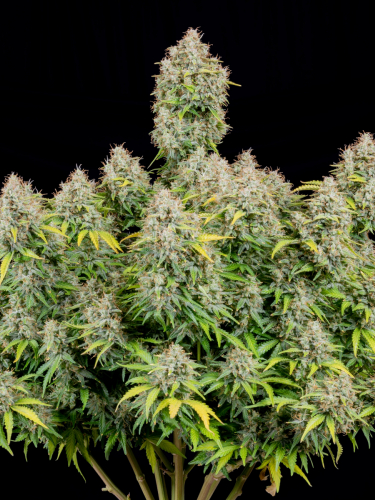 Instagram Cinderella Auto