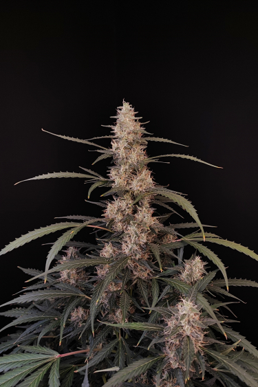 Instagram Amnesia Haze Auto