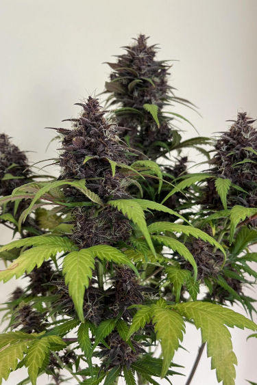 Instagram Purple Haze Auto