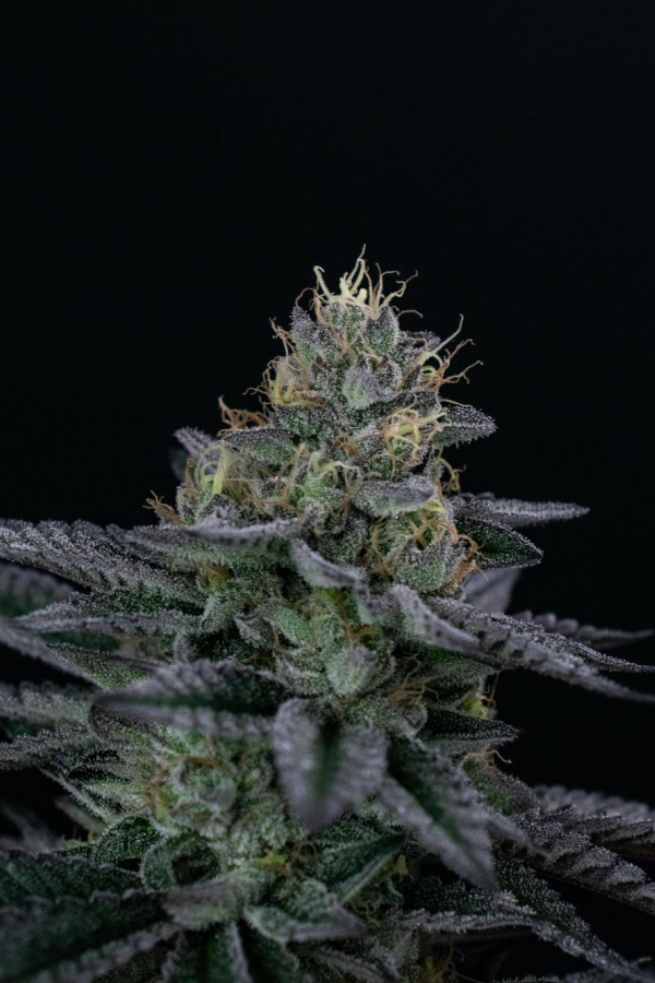 Instagram Biscotti Gelato