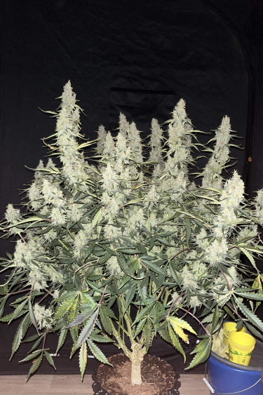 Instagram Jack Herer Auto