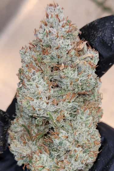 Instagram Gorilla Punch Auto