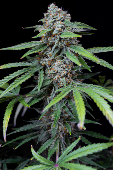 Instagram Forbidden Runtz Auto