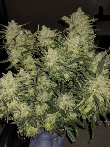 Instagram Chemdawg Auto