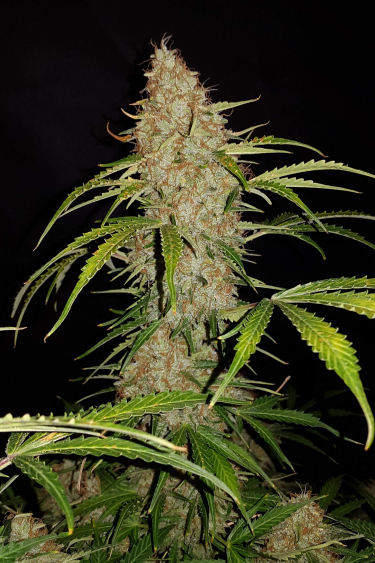 Instagram Jack Herer Auto