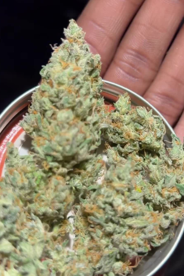 Instagram Big Bud Auto