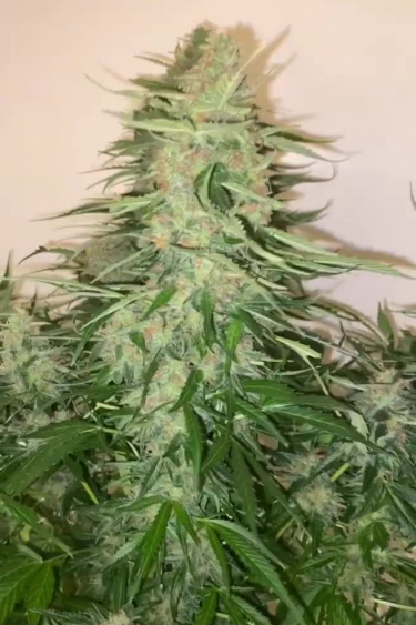 Strawberry Pie Auto