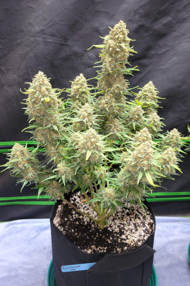 Instagram Trainwreck Auto